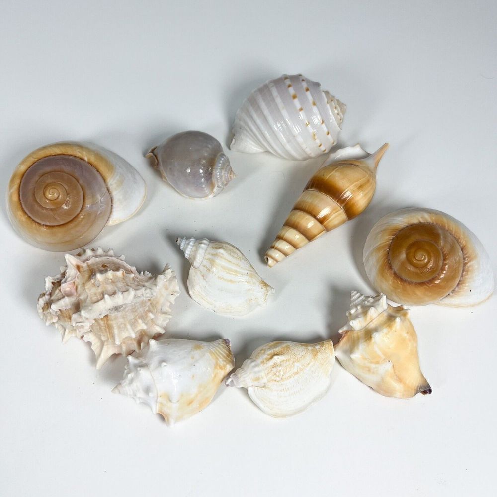 Lot of 10 Sea Shells - Various shapes and sizes